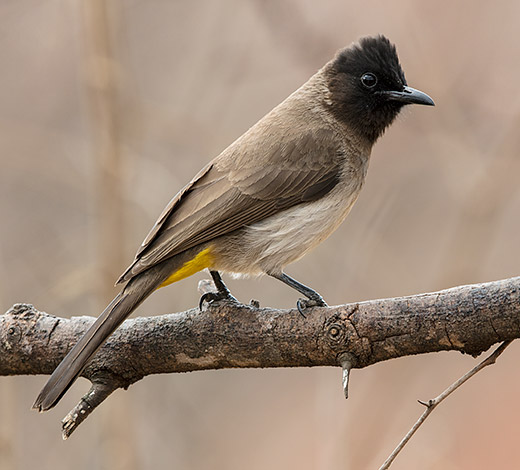 Dark-capped Bulbul